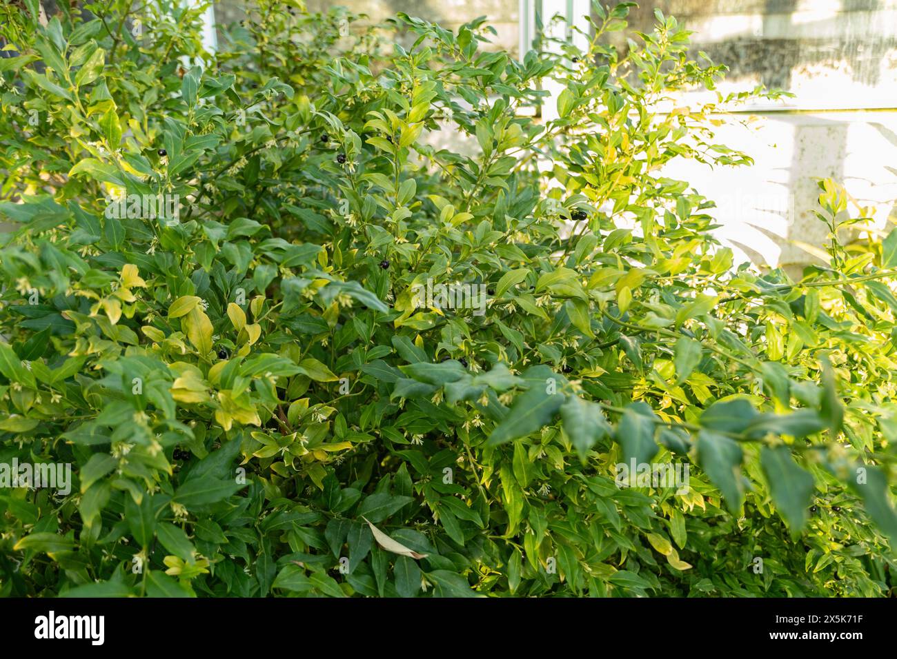 Saint Gallen, Schweiz, 3. Januar 2024 Sarcocca confusa oder Süßkastenpflanze im botanischen Garten Stockfoto