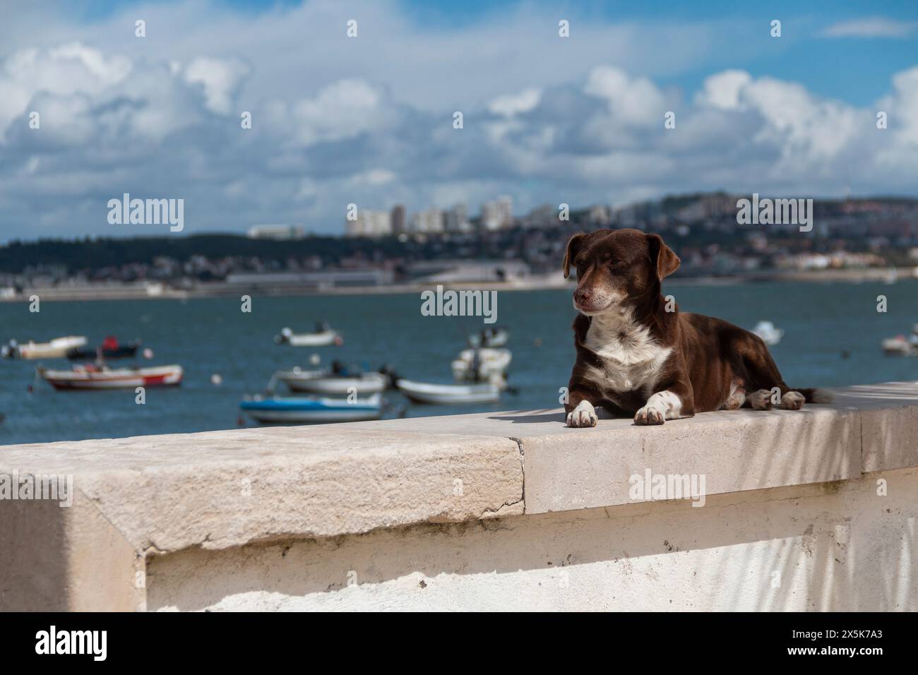 Brauner Hund beim Sonnenbaden auf einer Mauer mit dem Hafen von Lissabon im Hintergrund Stockfoto