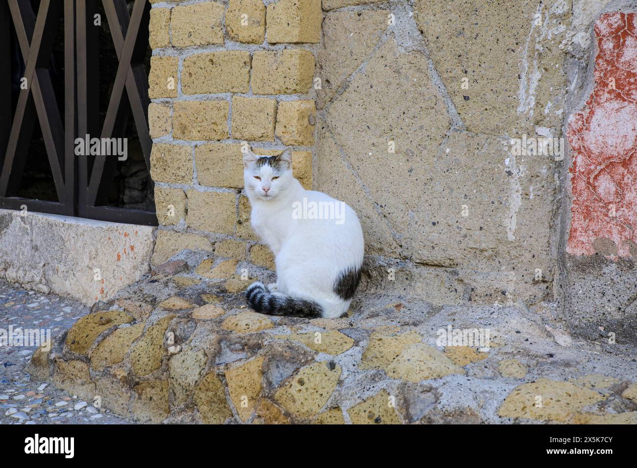 Ercolano, Kampanien, Neapel, Italien. Herculaneum Ruinen und eine gestreifte verschlafene Katze Stockfoto