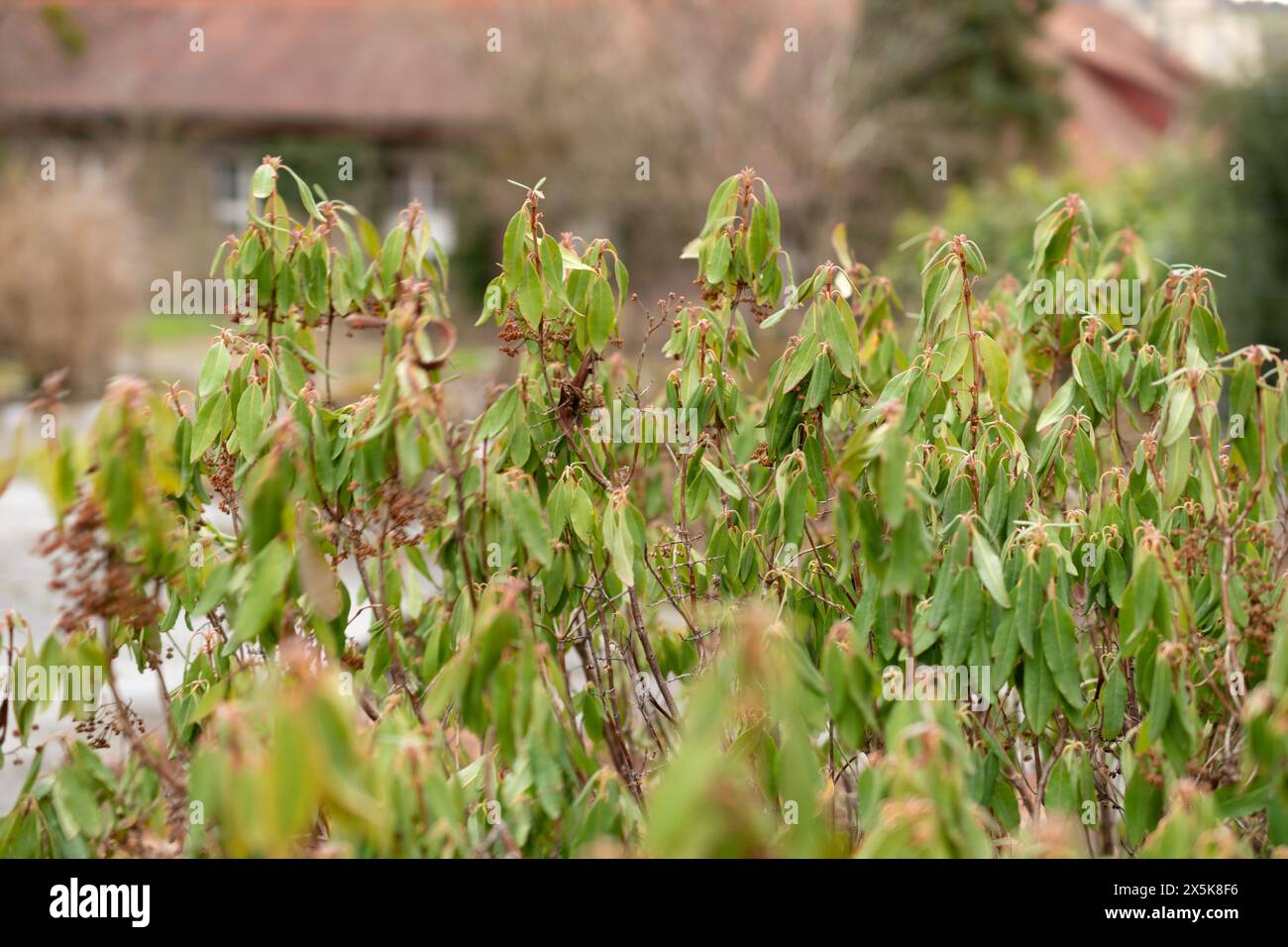 Saint, Gallen, Schweiz, 10. Februar 2024 Kalmia Angustifolia oder Schaflorbeerpflanze im botanischen Garten Stockfoto