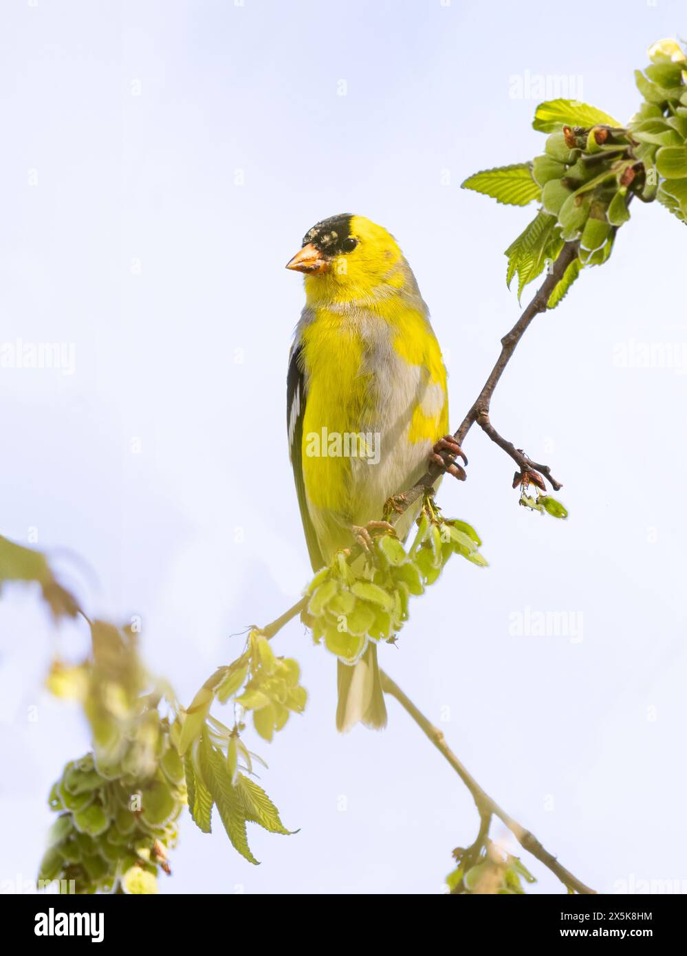 Der amerikanische Goldfinch stand im Frühjahr in Ottawa, Kanada Stockfoto