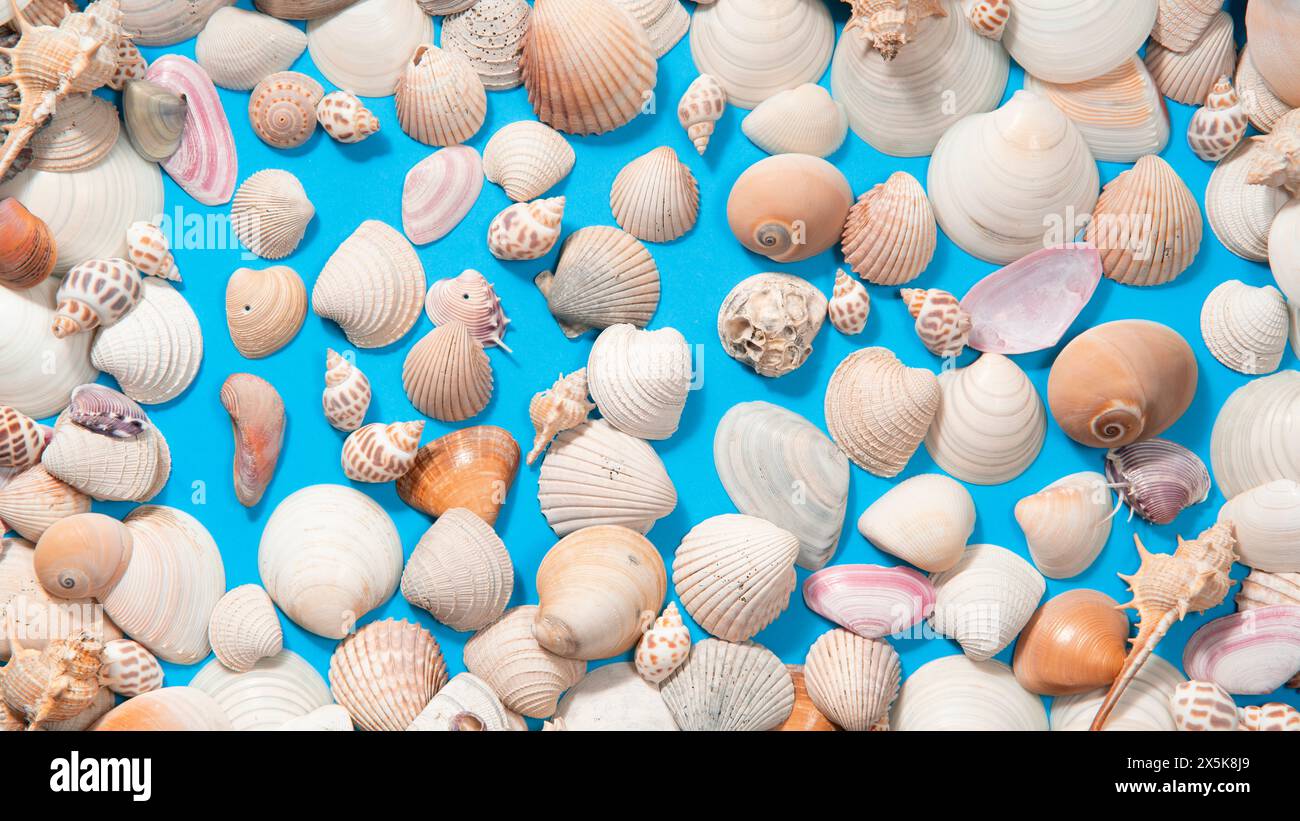 Draufsicht auf Muscheln und Schnecken in verschiedenen Größen und Farben auf einer blauen Oberfläche Stockfoto