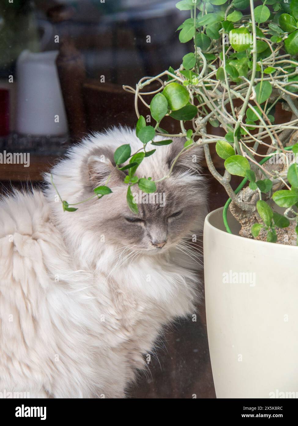 Schöne weiße flauschige Katze neben einer Topfpflanze in der historischen Stadt Hoorn. Stockfoto