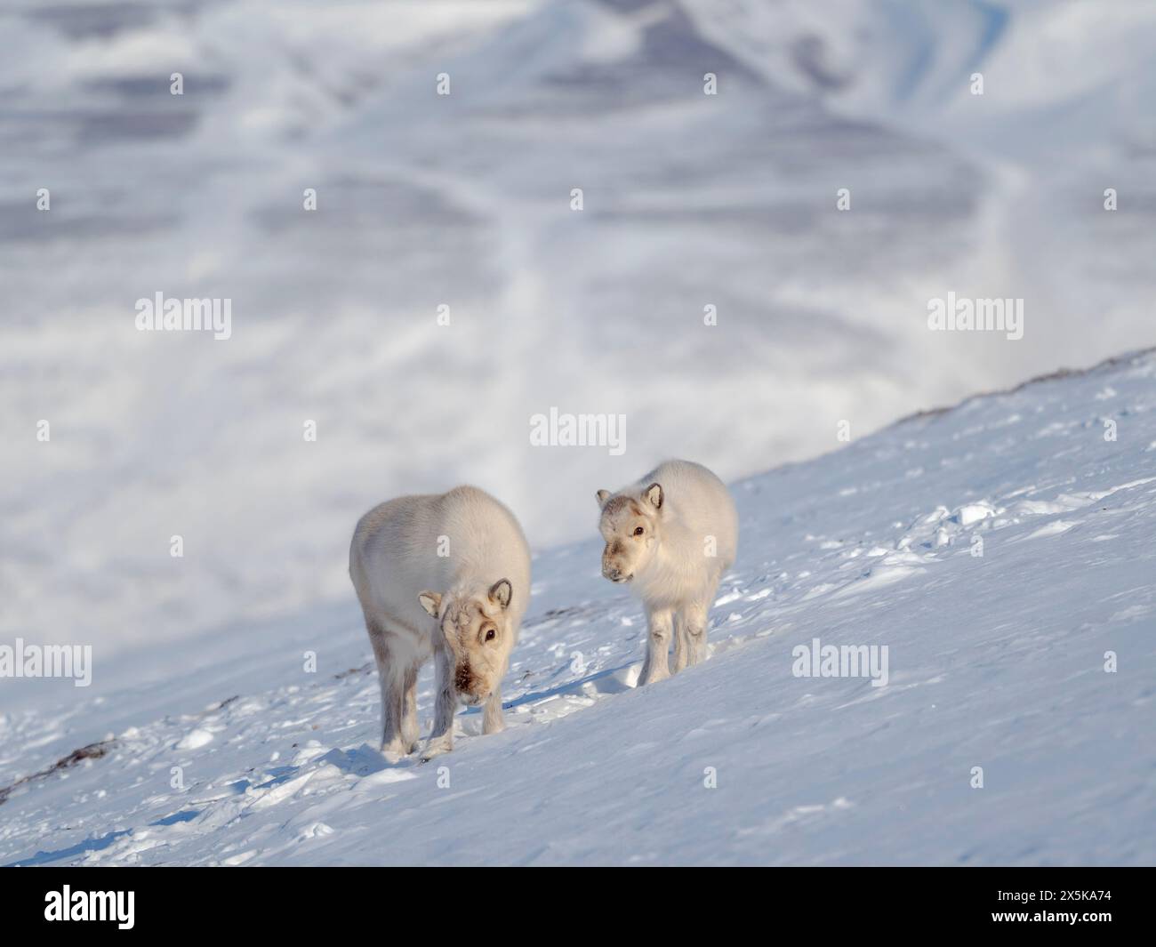 Svalbard Rentier im Gronfjorden, eine endemische Unterart von Rentieren, die nur in Svalbard lebt und nie domestiziert wurde. Polarregionen, arktischer Winter. Stockfoto