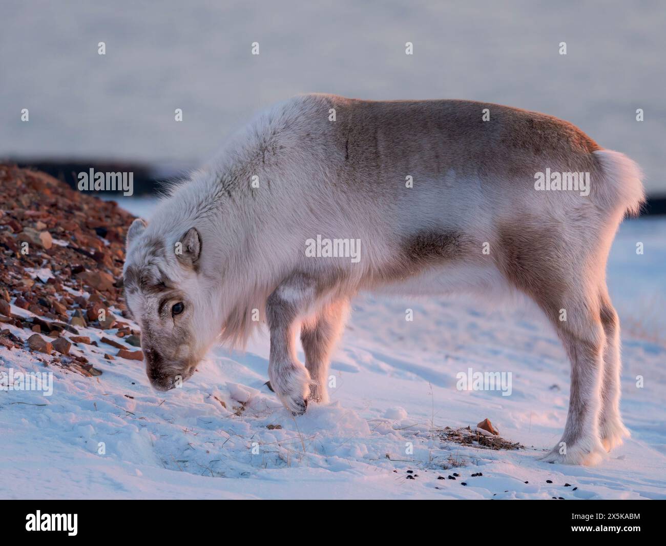 Männliche Svalbard-Rentiere im Gronfjord, eine endemische Unterart von Rentieren, die nur in Svalbard lebt und nie domestiziert wurde. Polarregionen, arktischer Winter. Stockfoto