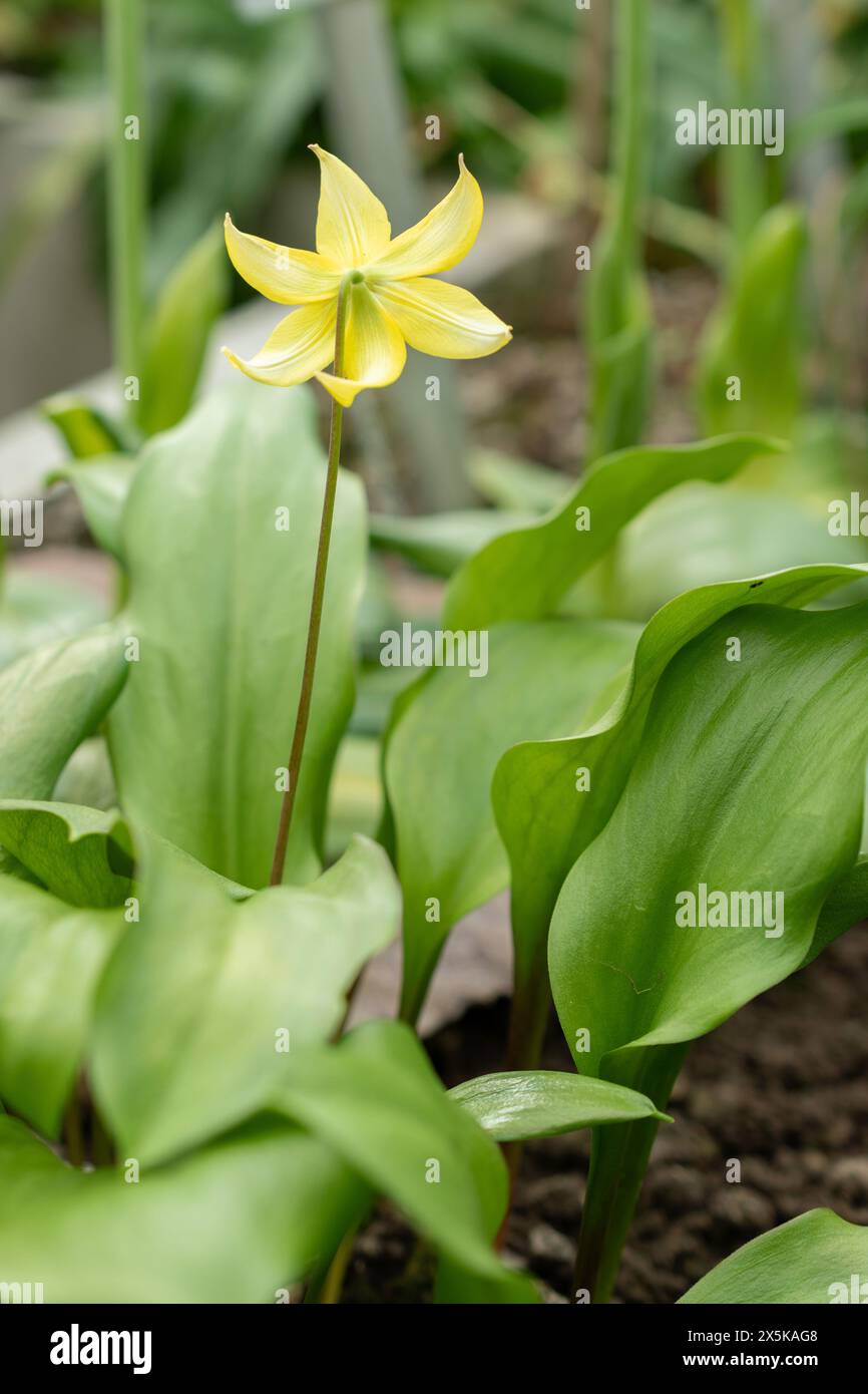 St. Gallen, Schweiz, 24. März 2024 Erythronium Tuolumnense oder tuolumne Kitzlilienblüten im botanischen Garten Stockfoto