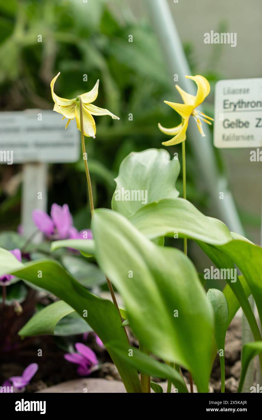 St. Gallen, Schweiz, 24. März 2024 Erythronium Tuolumnense oder tuolumne Kitzlilienblüten im botanischen Garten Stockfoto