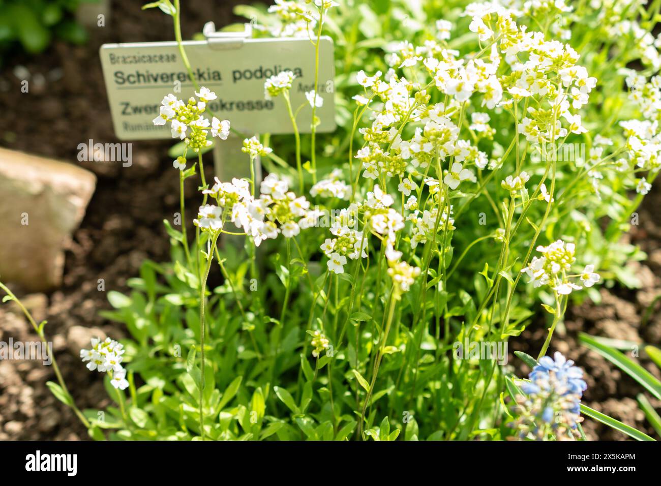 St. Gallen, Schweiz, 24. März 2024 Schivereckia Podolica blüht im botanischen Garten Stockfoto