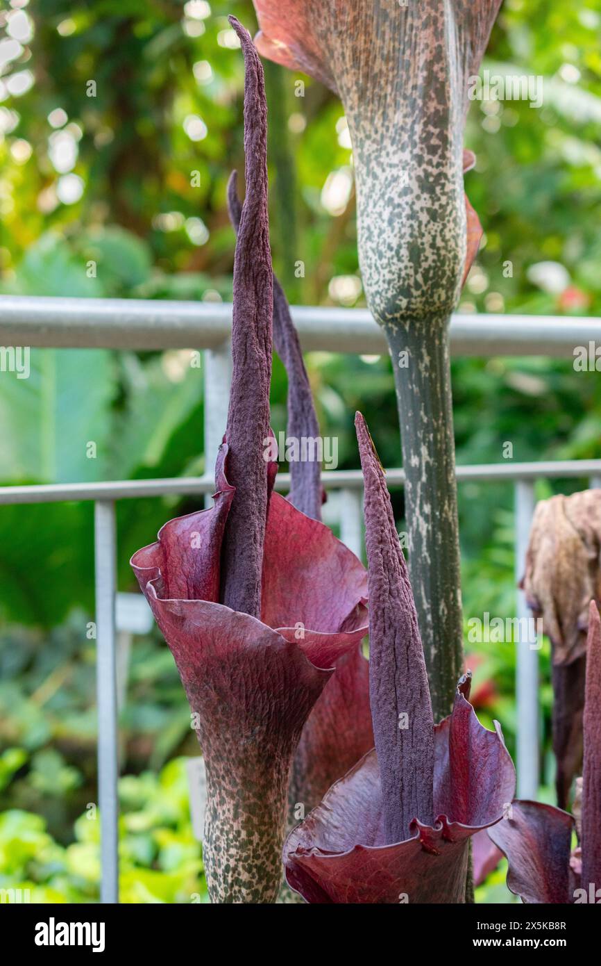 St. Gallen, Schweiz, 24. März 2024 Amorphophallus Rivieri oder Konjakpflanze im botanischen Garten Stockfoto