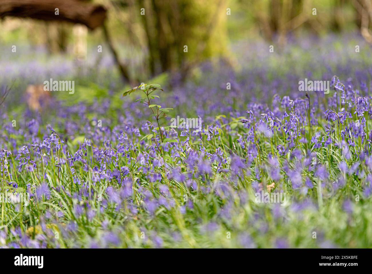 Teppich aus Waldblumen Stockfoto