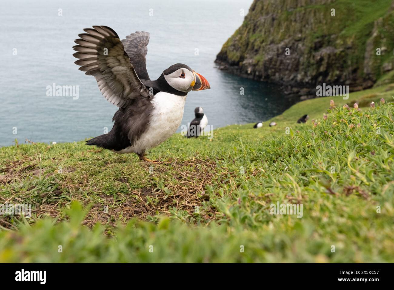 Papageientaucher auf Skomer Island, Pembrokeshire, Wales Stockfoto