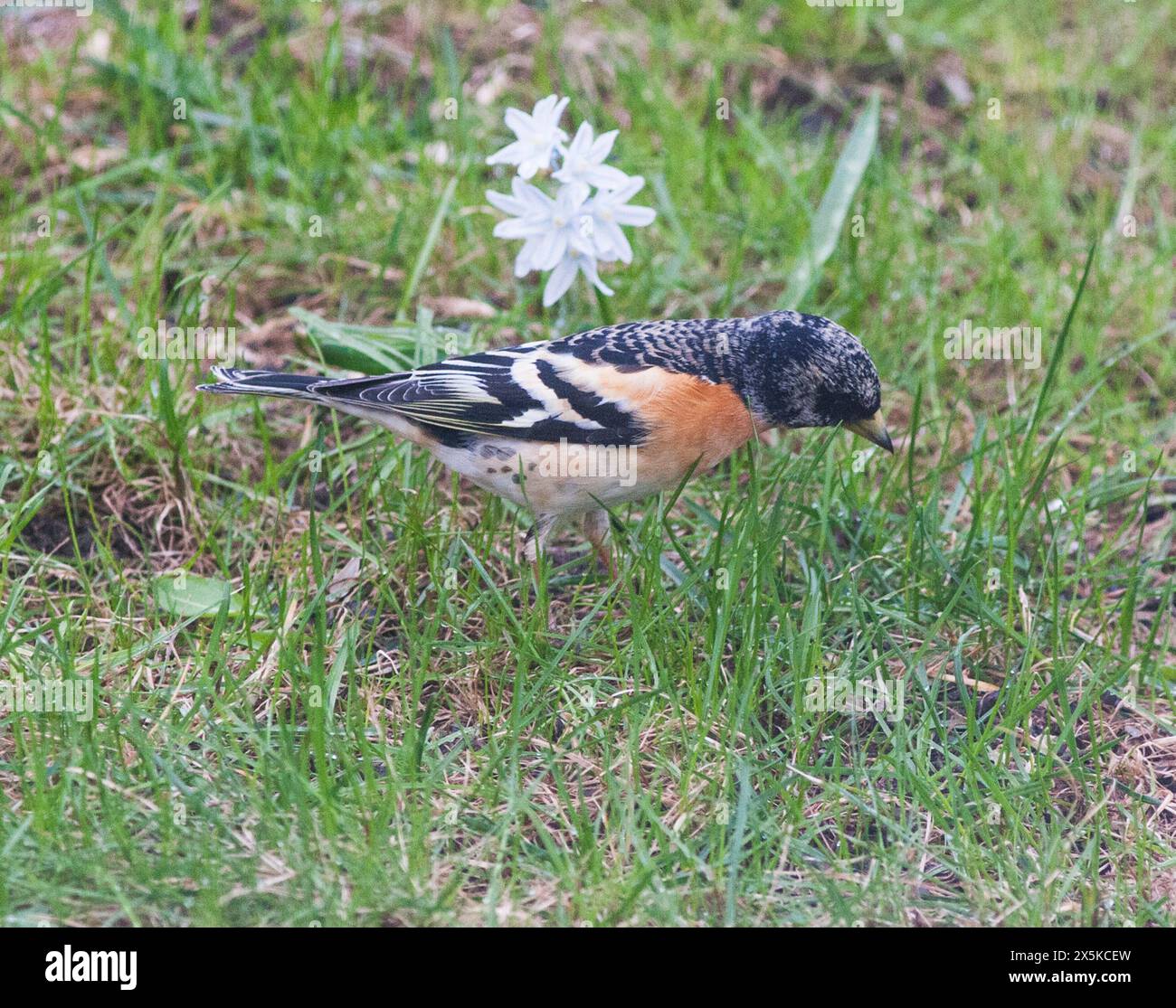 BRAMBLING Fringilla Montifringilla Stockfoto