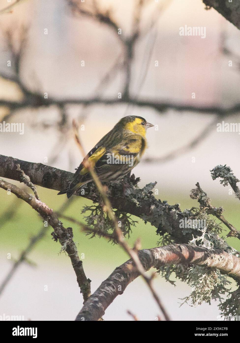 DER EURASISCHE SISKIN Spinus sitzt auf einem Baumzweig Stockfoto