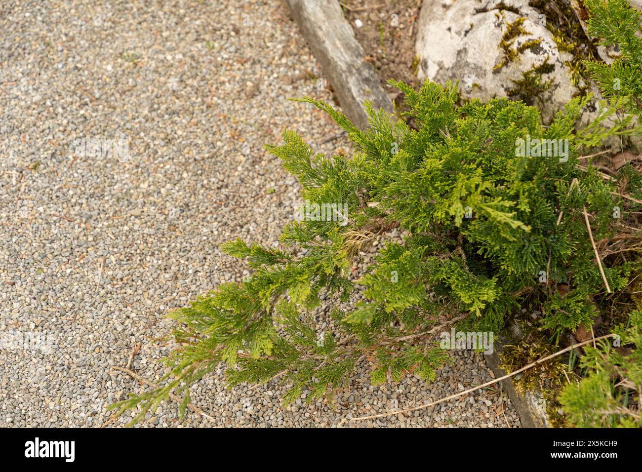 Saint Gallen, Schweiz, 7. April 2024 Juniperus Sabina oder genießen Sie wacholderpflanze im Botanischen Garten Stockfoto