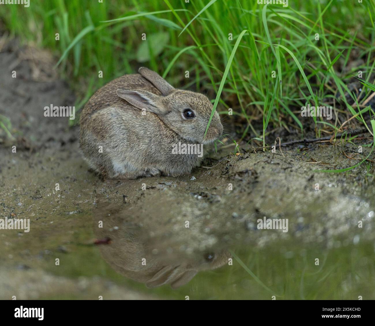 Europäische Kaninchen Stockfoto