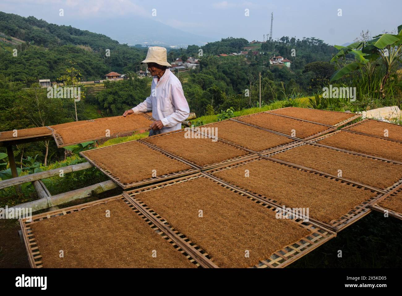 Sumedang Regency, West Java, Indonesien. Mai 2024. Ein Landwirt arrangiert Tabak-Tabletts in Tanjungsari, Sumedang Regency. Nach Angaben der Landwirte werden die getrockneten Tabakerzeugnisse zu einem Preis von 50 Tausend Rupien bis 130 Tausend Rupien pro Kilogramm verkauft, die in der Region West-Java vermarktet werden. Die Mehrheit der Einwohner dieses Dorfes sind Tabakbauern. (Kreditbild: © Dimas Rachmatsyah/ZUMA Press Wire) NUR REDAKTIONELLE VERWENDUNG! Nicht für kommerzielle ZWECKE! Stockfoto