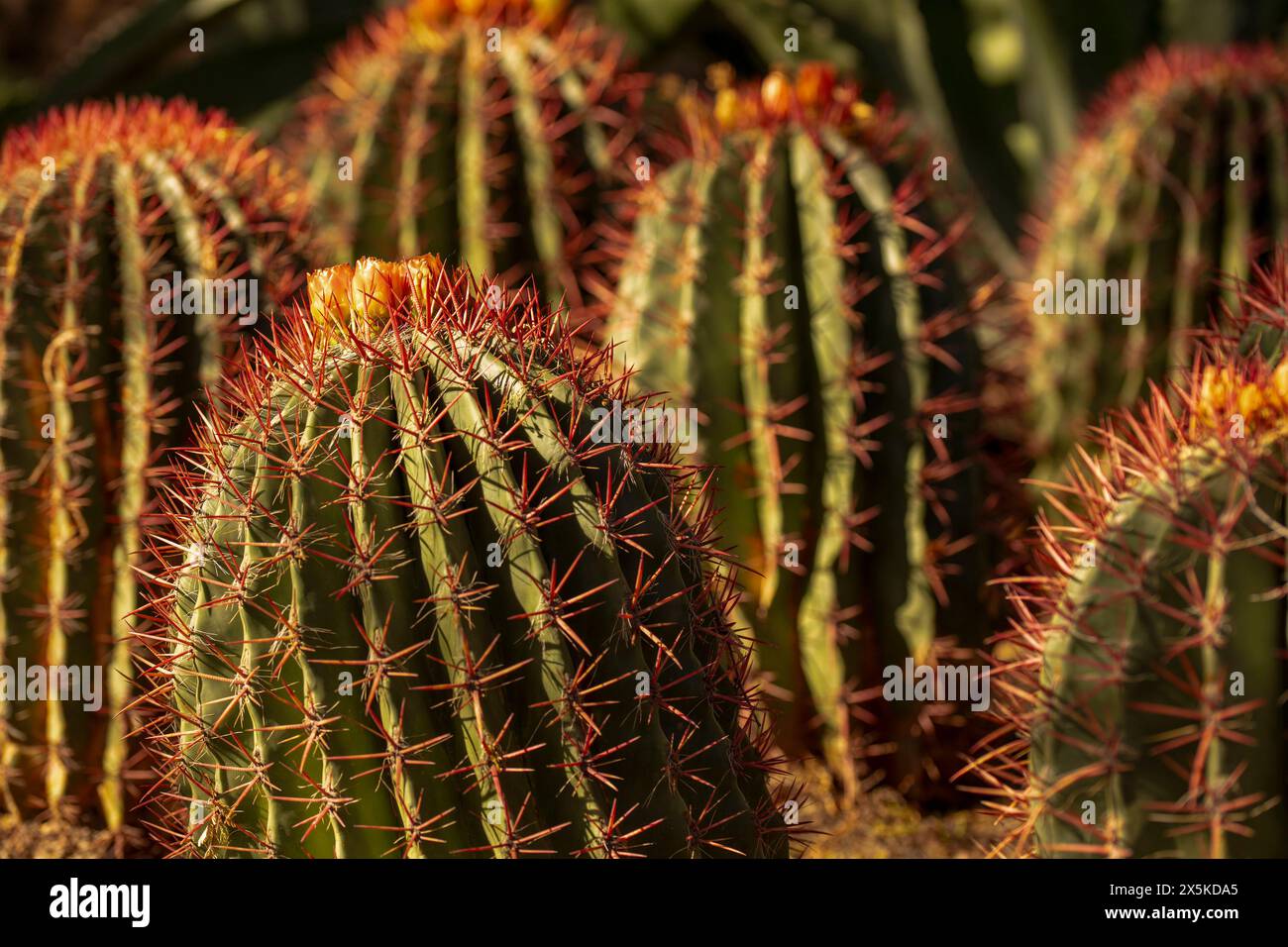 Spiney Ferocactus pilosus, mexikanischer Limettenkaktus, mexikanisches Feuerfass, blüht in der sonnigen Sonora-Wüste in Arizona (USA). Authentisch, gutgläubig, Dependabe Stockfoto