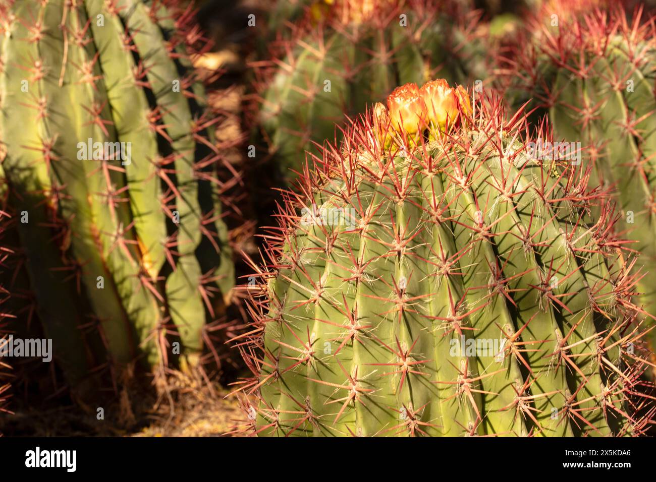 Spiney Ferocactus pilosus, mexikanischer Limettenkaktus, mexikanisches Feuerfass, blüht in der sonnigen Sonora-Wüste in Arizona (USA). Authentisch, gutgläubig, Dependabe Stockfoto