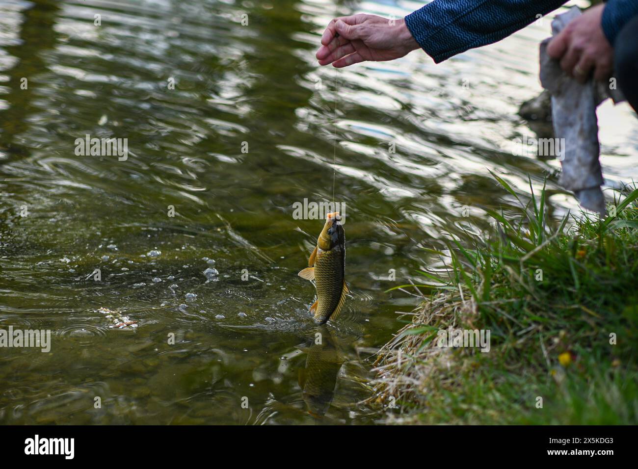 Kleine Karpfen (Fische), die an einem Haken im Wasser gefangen werden. Stockfoto