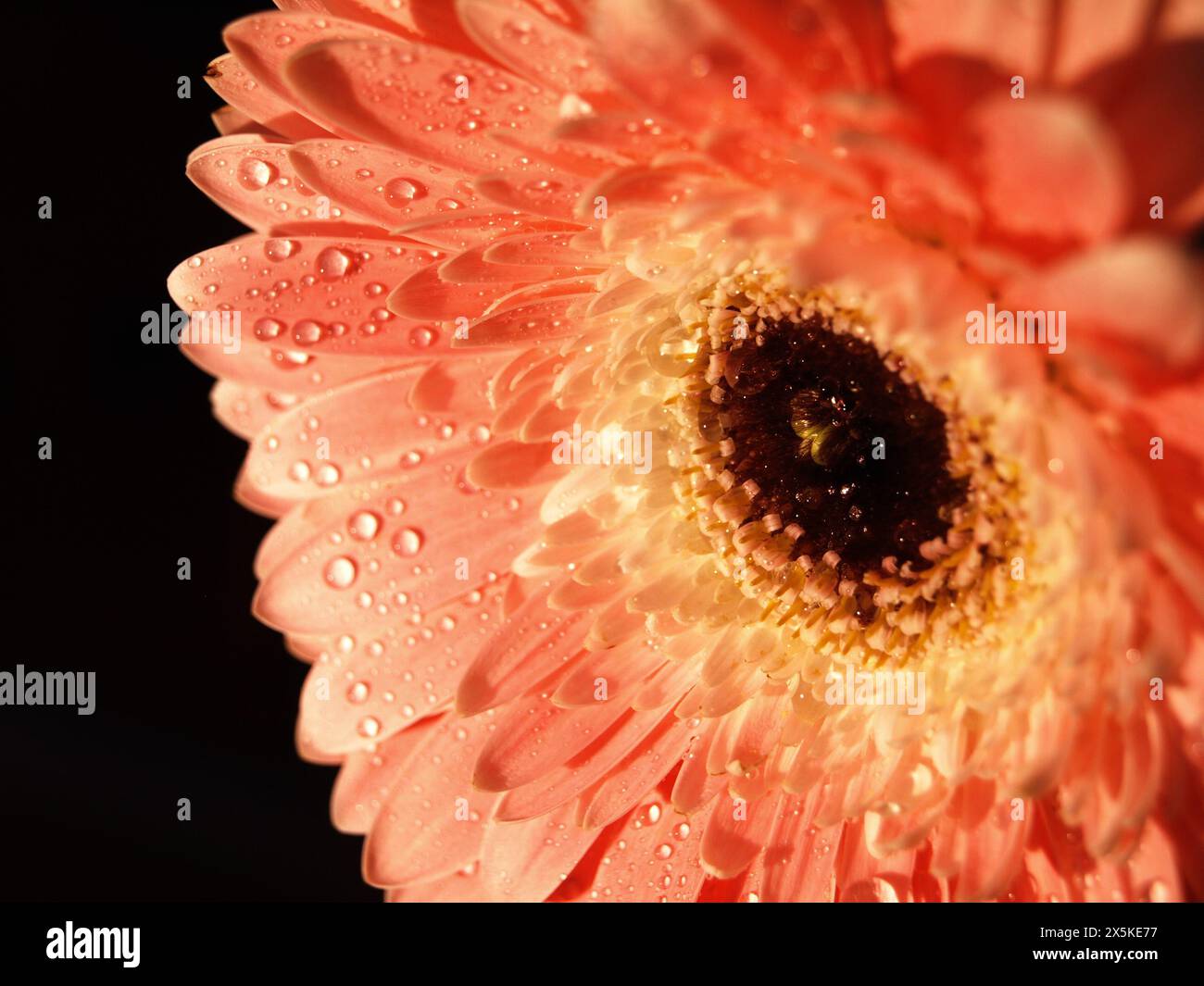 Vor tiefschwarzem Hintergrund, eine leuchtend orange Gerbera Daisy Stockfoto