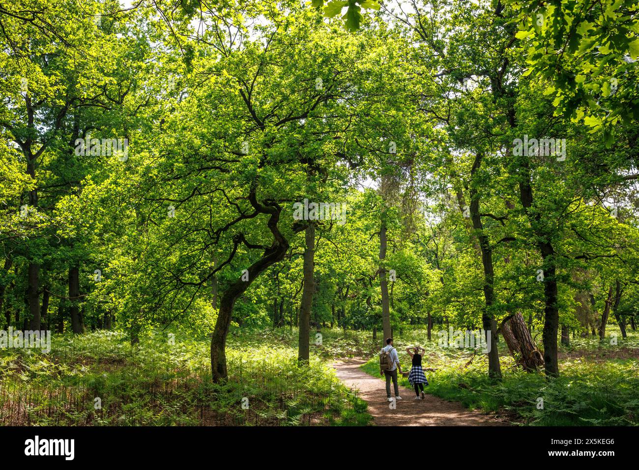 Eichenwald im Waldschutzgebiet Diersfordt zwischen Hamminkeln und Wesel, Naturpark hohe Mark, Westmünsterland, Nordrhein-Westfalen Stockfoto