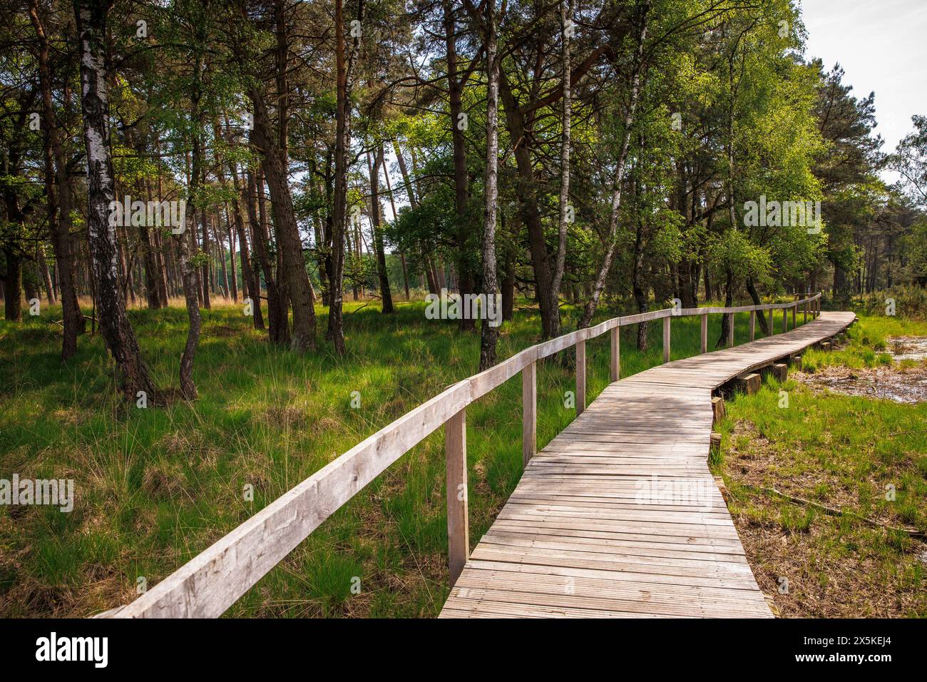 Plankenweg am Großen Veen im Waldschutzgebiet Diersfordt zwischen Hamminkeln und Wesel, Naturpark hohe Mark, Westmünsterland Stockfoto