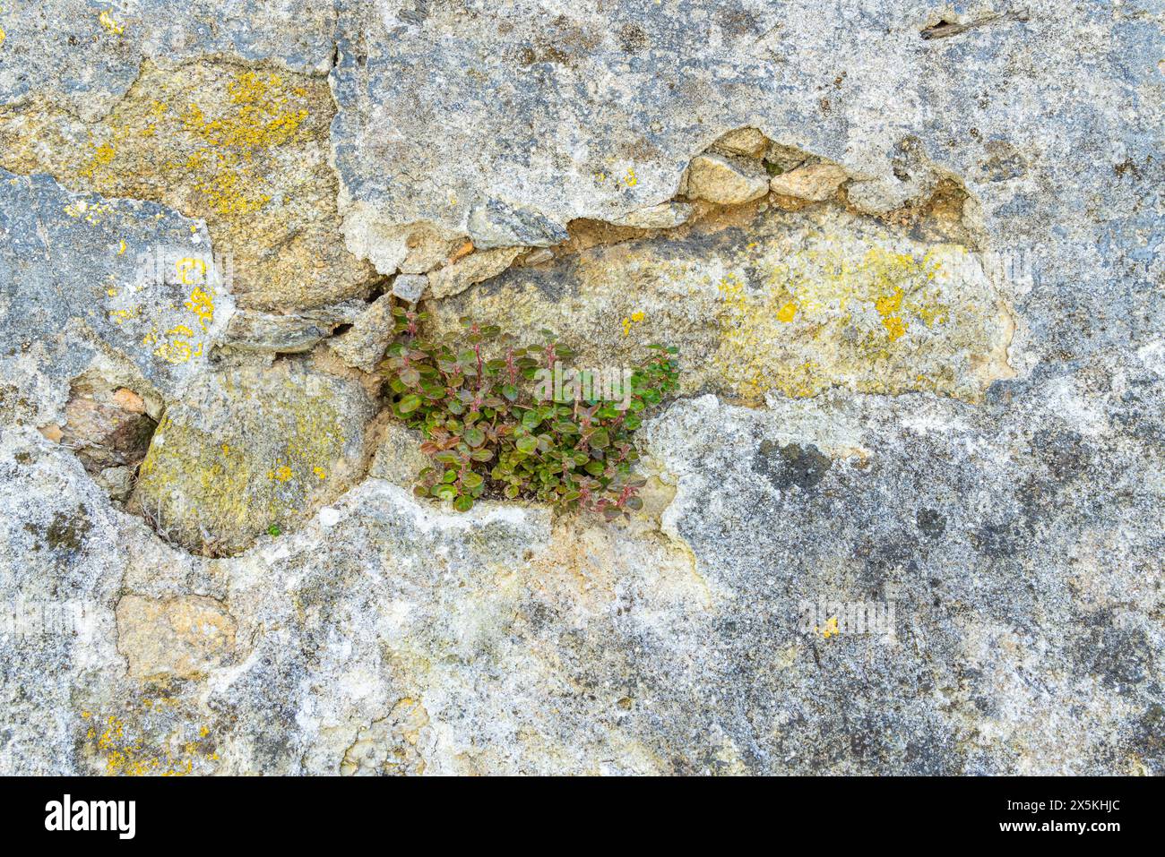 Portugal, Caminha. Felswand mit Vegetation. Kleine Pflanze, die auf einer Steinmauer wächst. Stockfoto