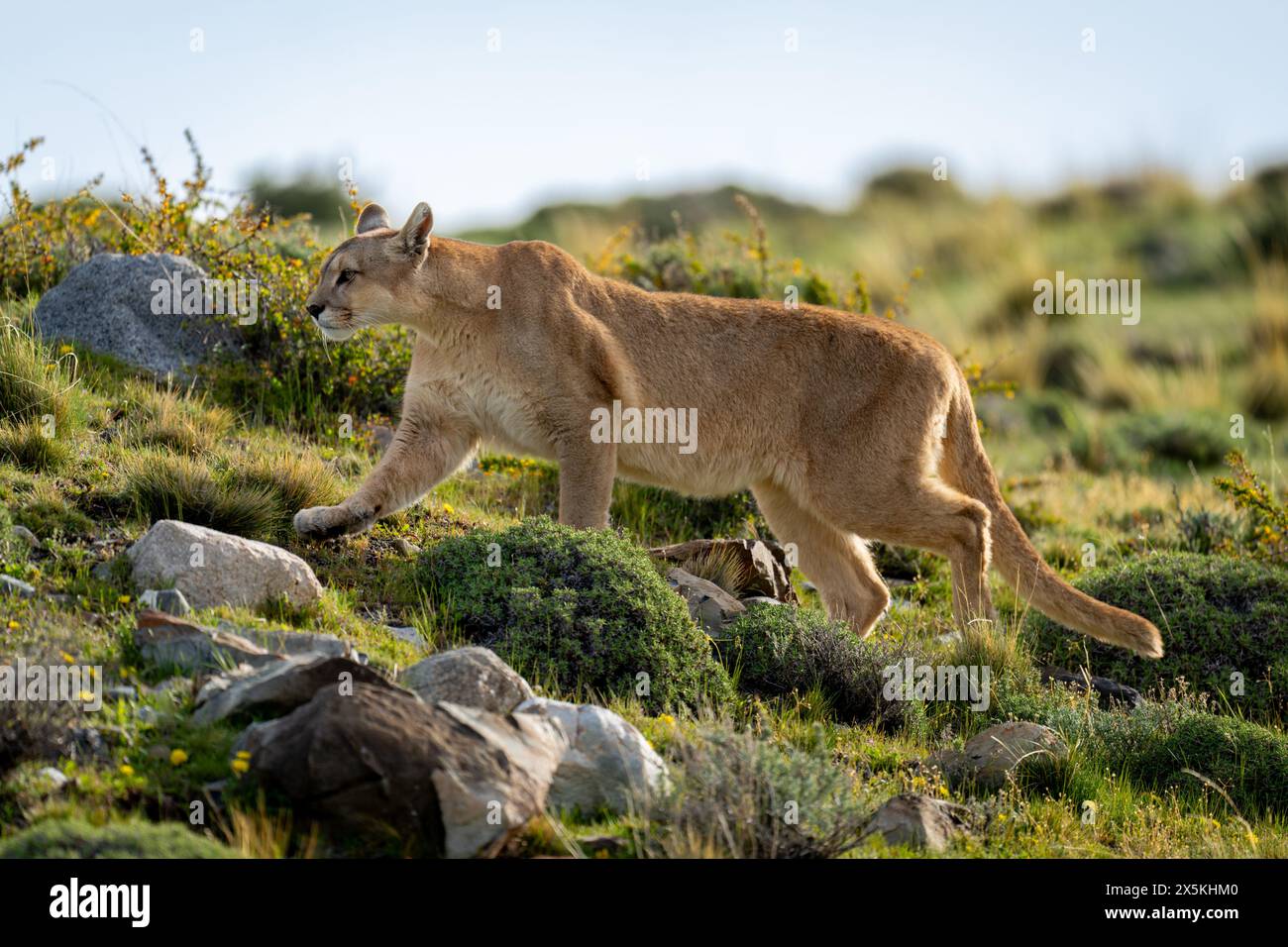 Puma klettert einen Hang zwischen Felsen auf Buschland Stockfoto