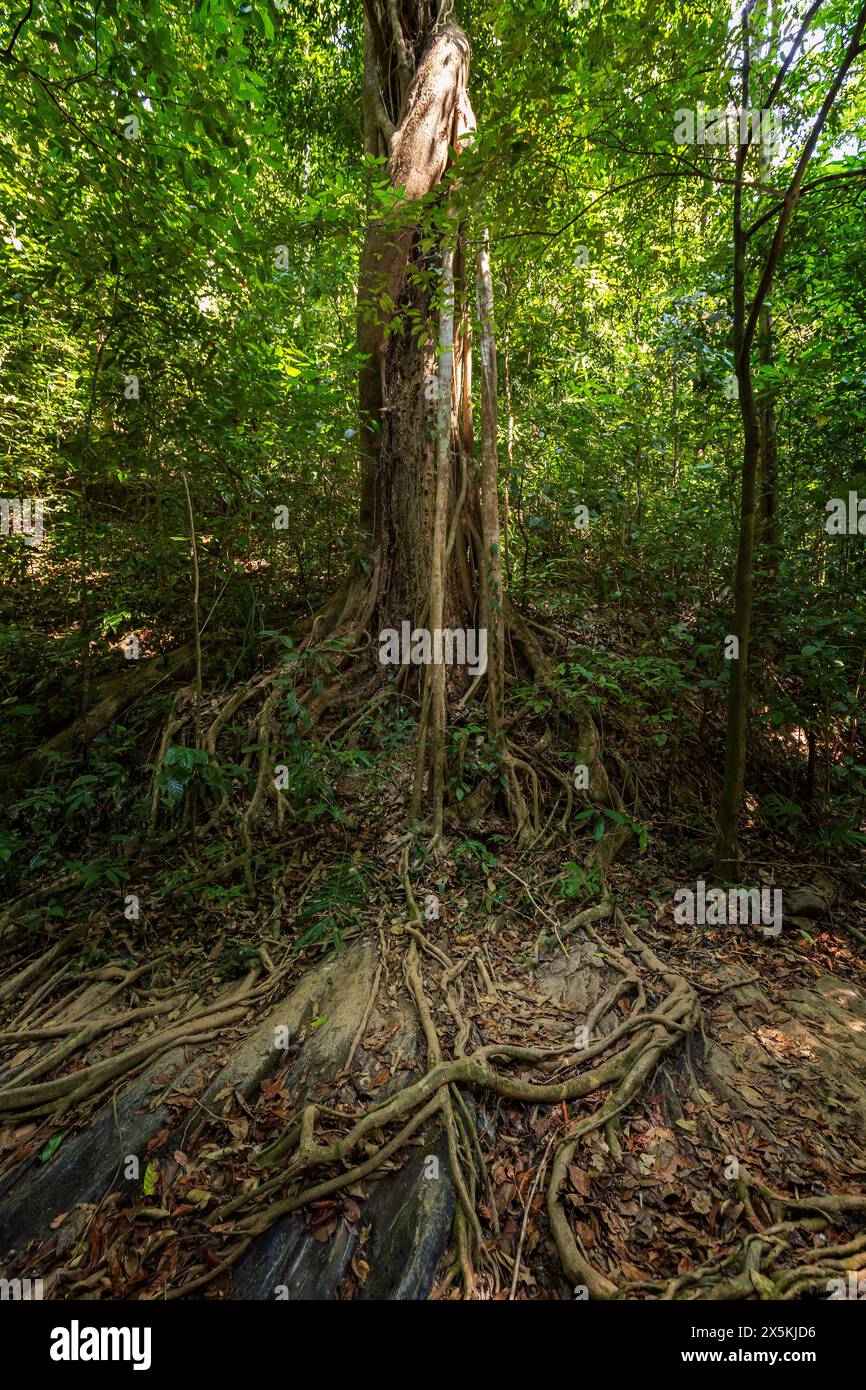 Ein hoher tropischer Baum mit langen Wurzeln in einem Regenwald entlang des Naturpfads am Khlong Chak in Koh Lanta, Thailand, an einem sonnigen Tag. Stockfoto