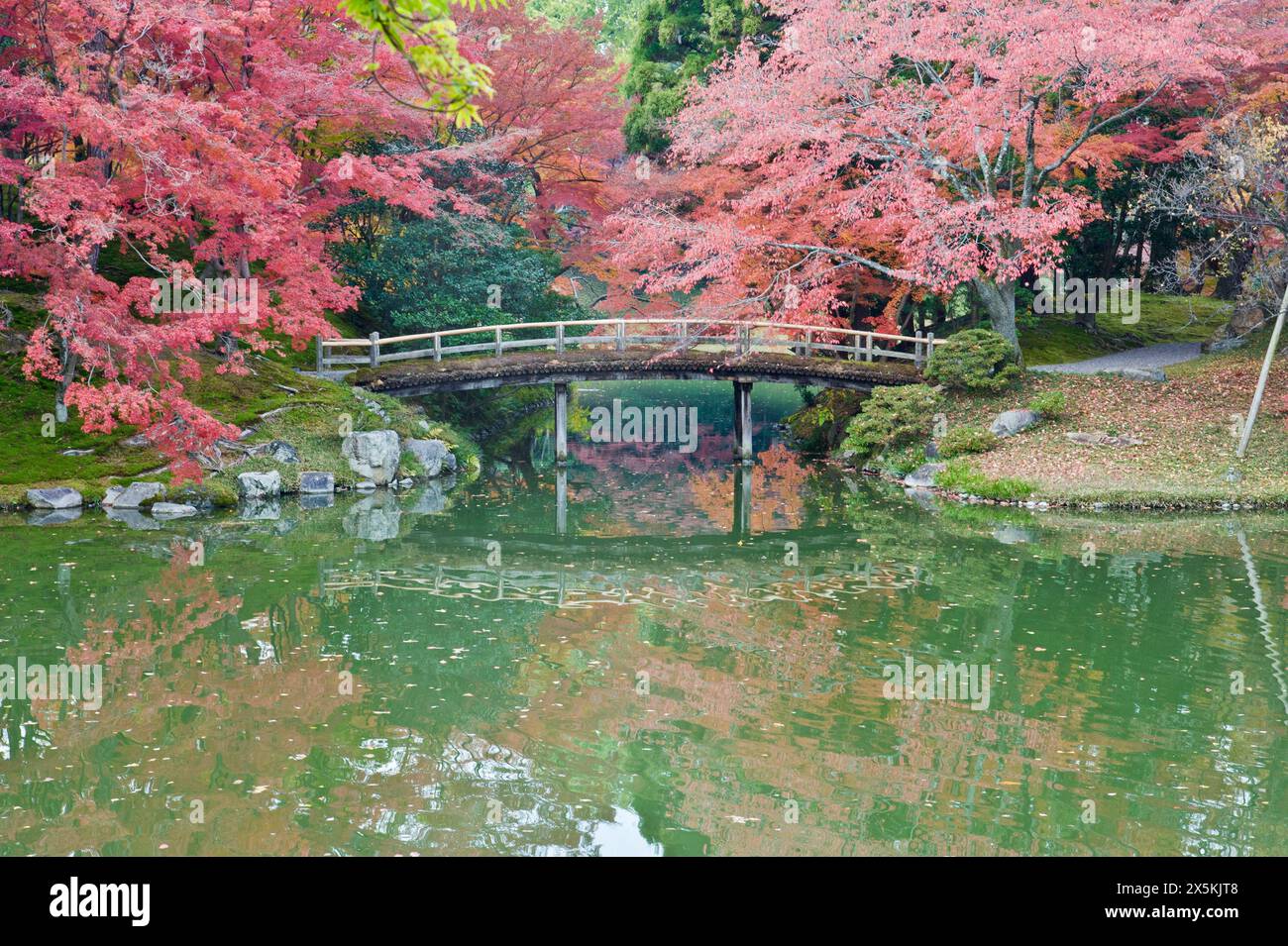 Sento Imperial Palace Gärten, See und Holzbrücke und Acer Bäume im Herbst. Stockfoto