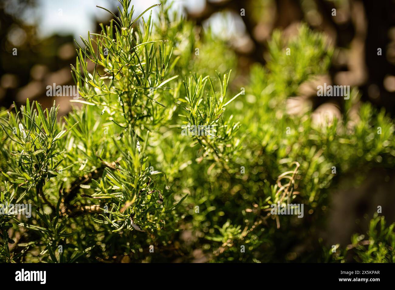 Üppige Rosmarinblätter in ihrem natürlichen Lebensraum mit erdgrünen Tönen. Stockfoto