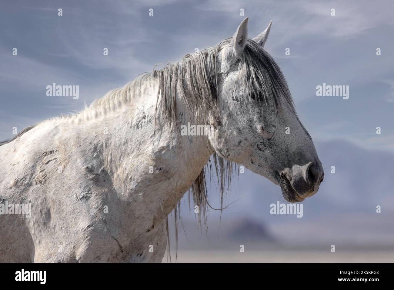 Die Wildpferdeherde des Onaqui Mountain hat eine leichte bis mittelschwere Struktur und ist in Farben wie Sauerampfer, roan, Buchleder, Schwarz, Palomino, und grau. Stockfoto