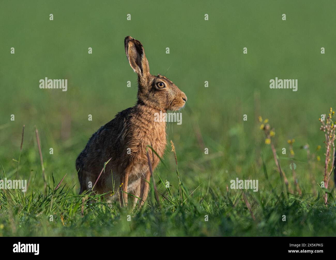 Ein großer, gesunder brauner Hase, der am Feldrand sitzt und Details seines orangen Auges, seiner großen Ohren und seines braunen melierten Fells zeigt - Suffolk, Großbritannien Stockfoto