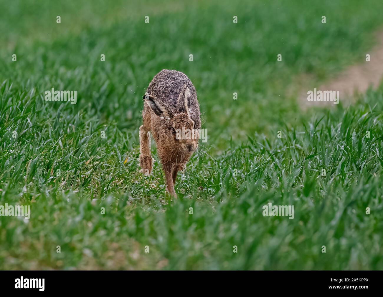 Ein brauner Hase (Lepus europaeus), der auf die Kamera zuläuft, die Geschwindigkeit, seine Bewegungen, seine langen Beine und die flexible Wirbelsäule zeigt. Suffolk, Großbritannien Stockfoto