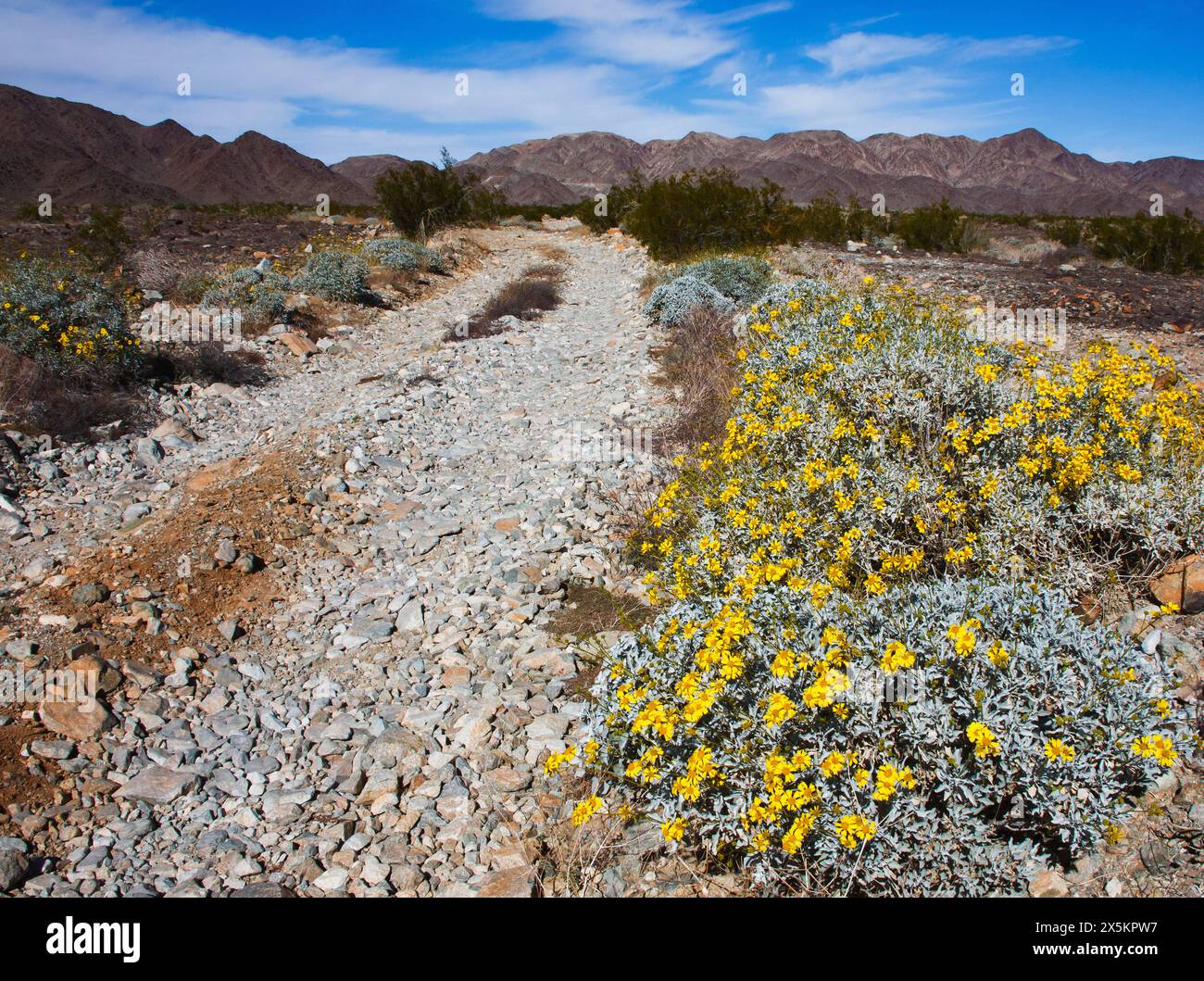 Brittlebush blüht entlang der Feldstraße Stockfoto