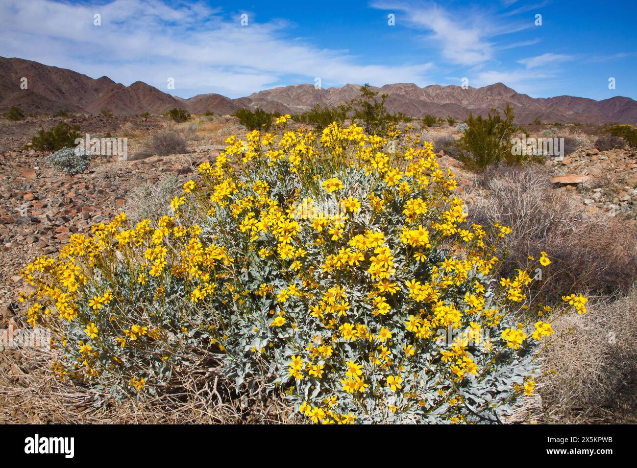 Brittlebush Blumen Stockfoto
