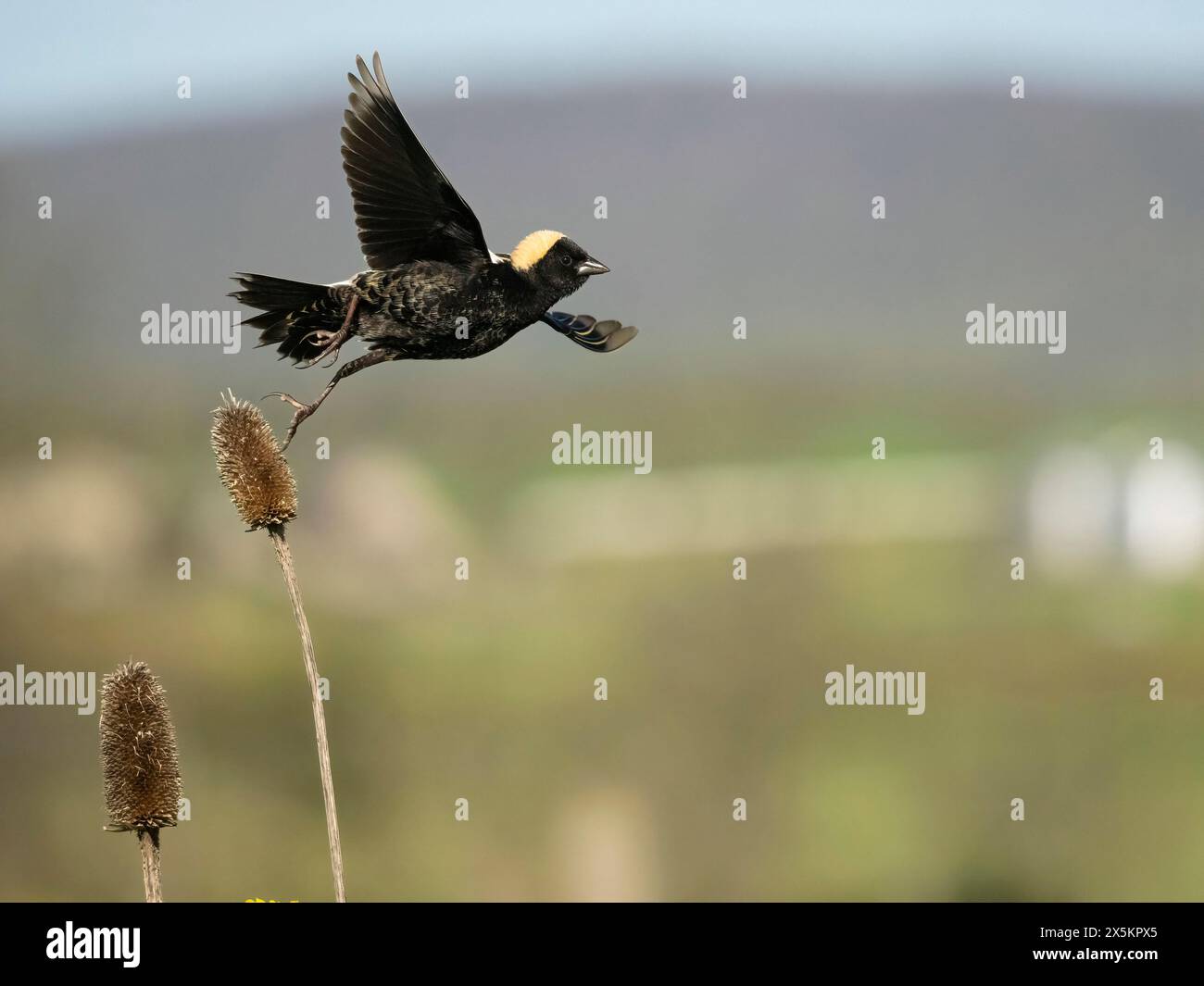 Bobolink, Dolichonyx oryzivorus, Pennsylvania, USA Stockfoto