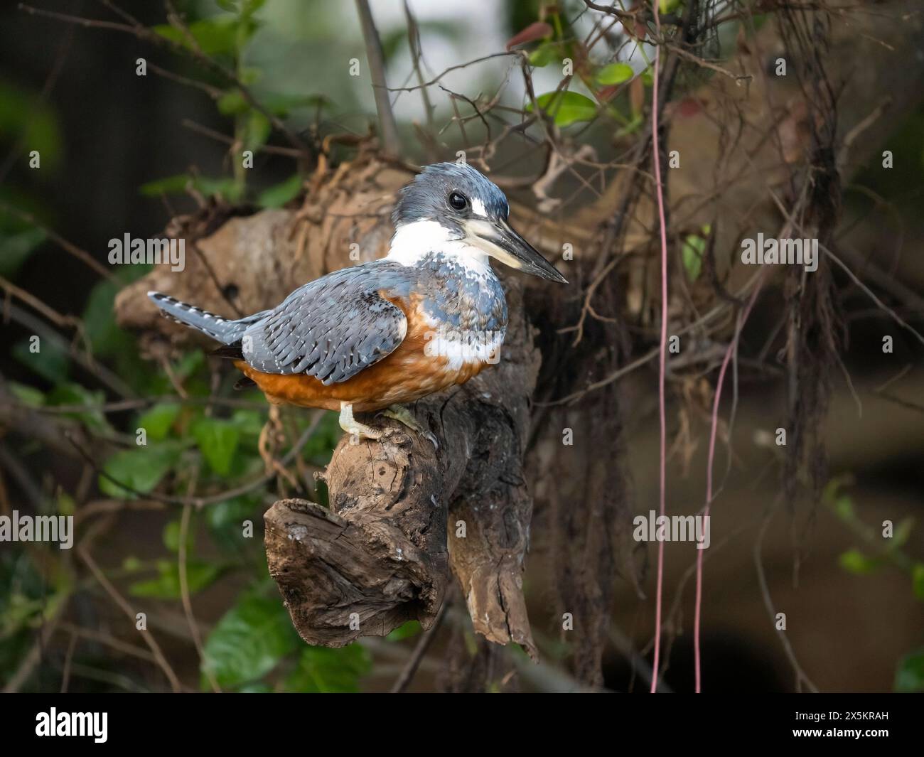 Ringelvogel, Ceryle Torquata, Pantanal, Brasilien Stockfoto