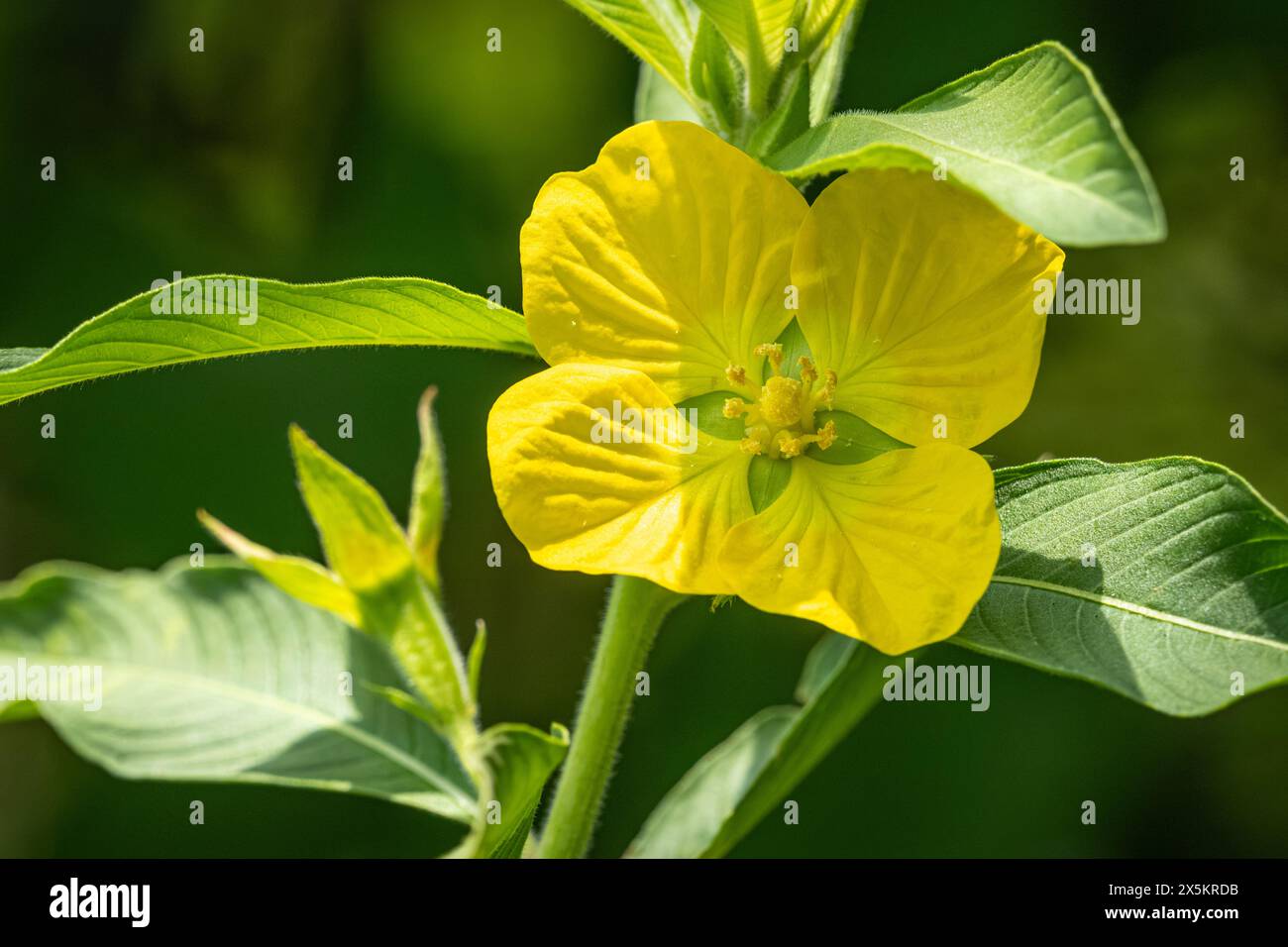 Eine gelbe Wasserkerze (Ludwigia peruviana) im Sweetwater Wetlands Preserve entlang der Paynes Prairie in Gainesville, Florida. (USA) Stockfoto