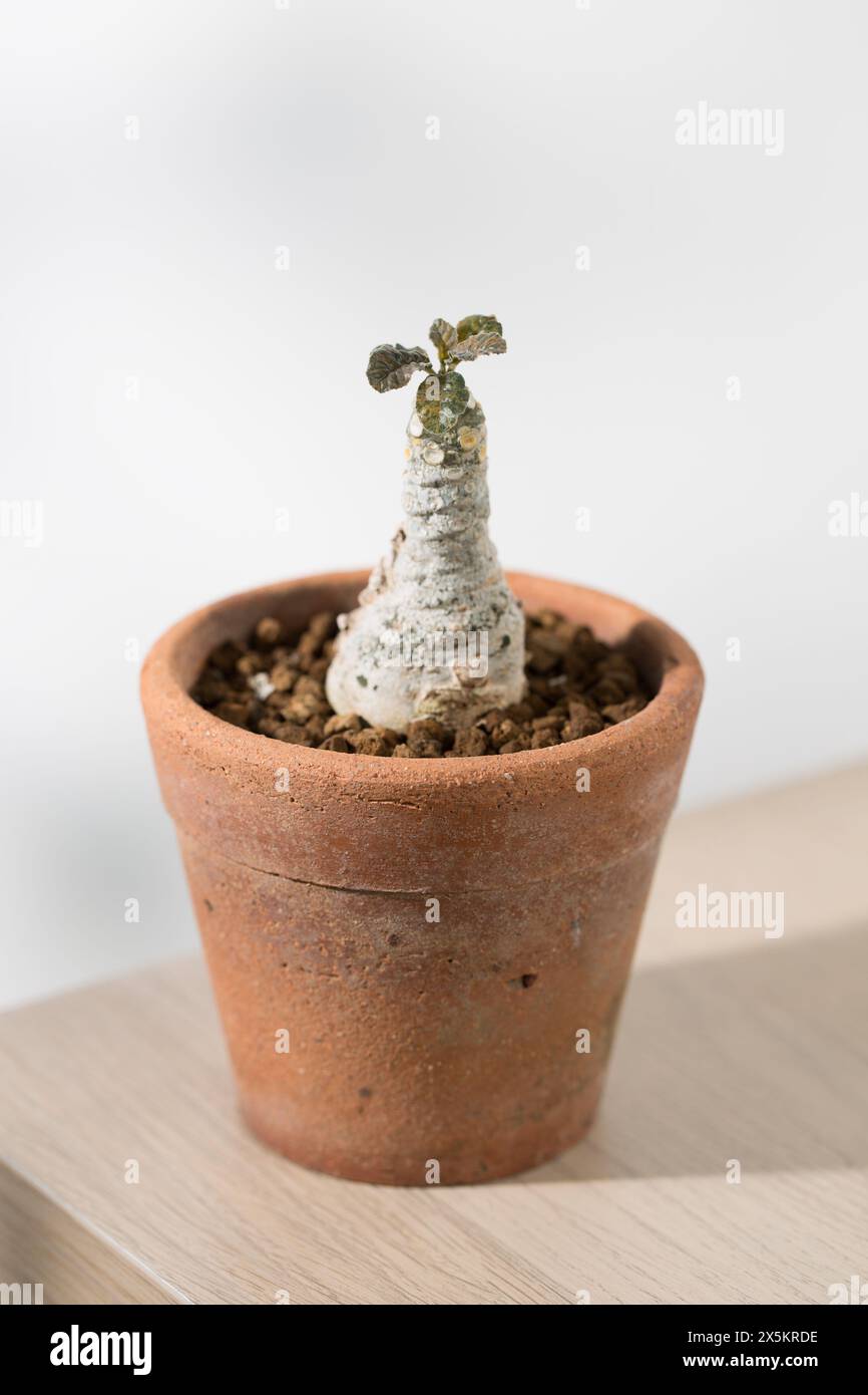 Dorstenia foetida variegata oder Dorstenia Pflanze auf dem Topf. Stockfoto