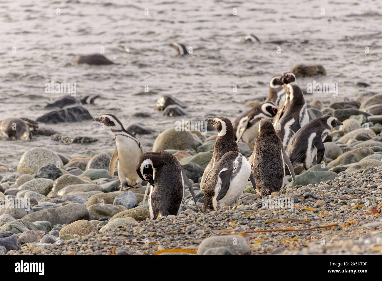 Chile, Los Pinguinos Natural Monument, Magdalena Island. Eine Gruppe Magellan-Pinguine am felsigen Ufer. Stockfoto