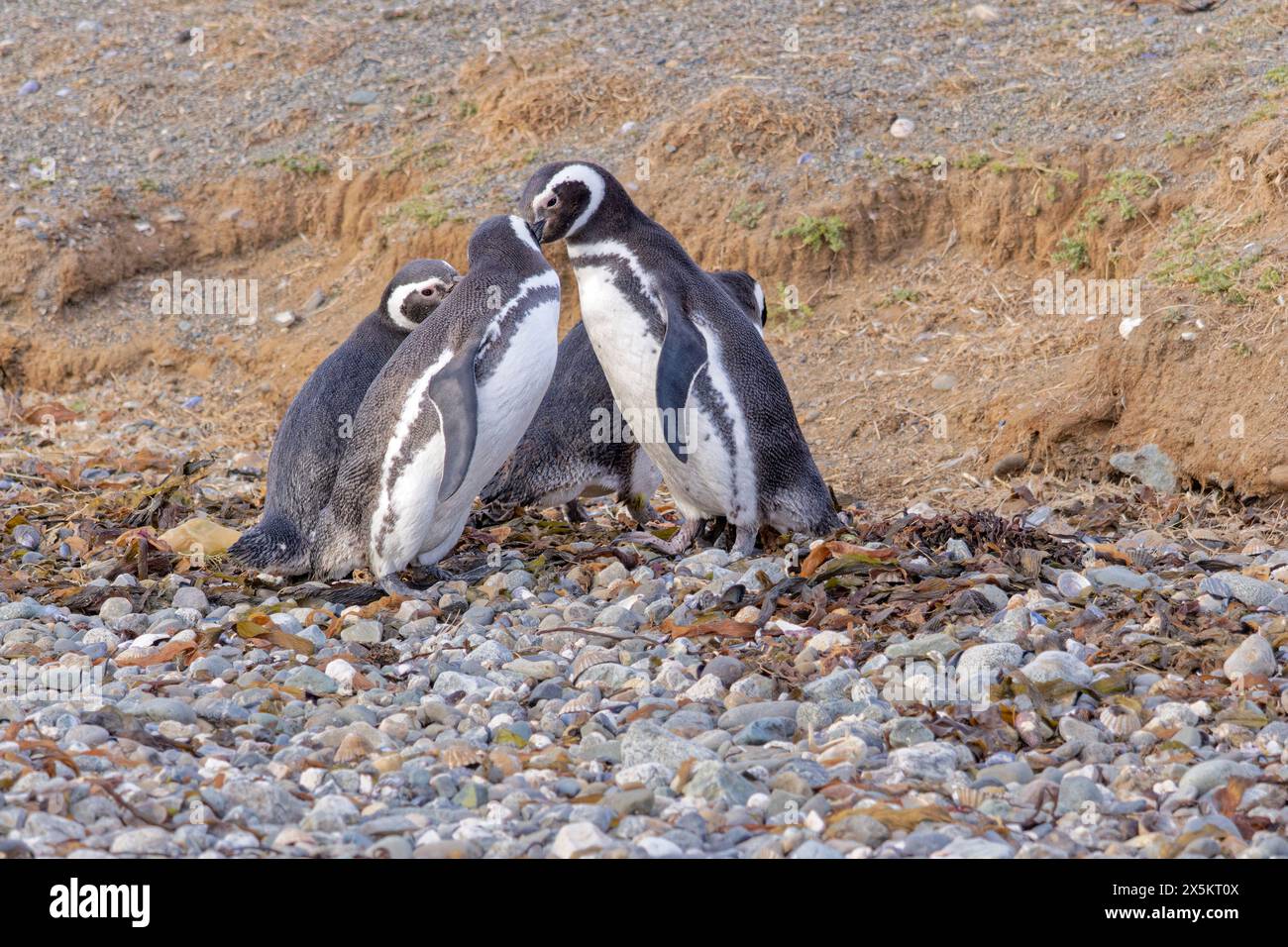 Chile, Los Pinguinos Natural Monument, Magdalena Island. Gruppe der Magellanpinguine. Stockfoto