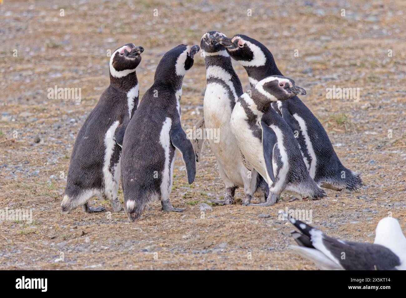 Chile, Los Pinguinos Natural Monument, Magdalena Island. Gruppe der Magellanpinguine. Stockfoto
