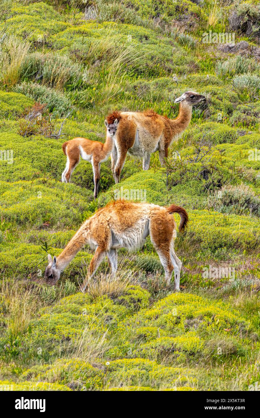 Chile, Nationalpark Torres del Paine. Guanaco-Erwachsene und Junge im Feld. Stockfoto