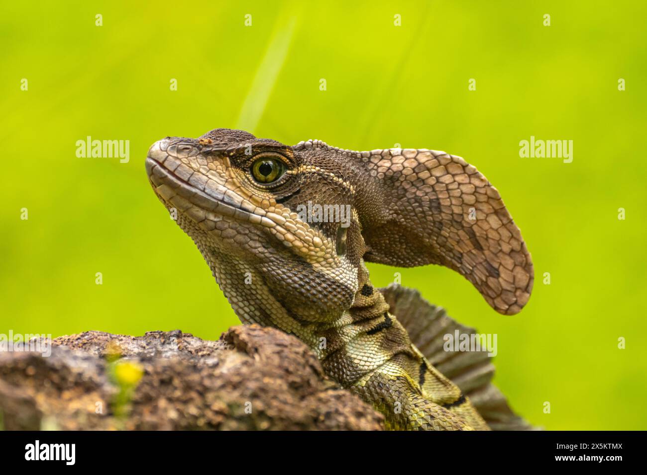 Costa Rica, Parque Nacional Carara. Männliche Basilisken-Eidechse Nahaufnahme. Stockfoto