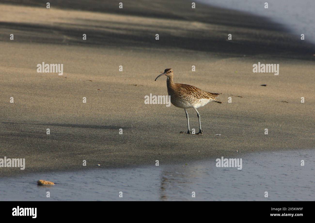 Eurasischer Brach oder Gemeiner Brach, Numenius arquata, Scolopacidae. Kap Verde, Afrika. Stockfoto