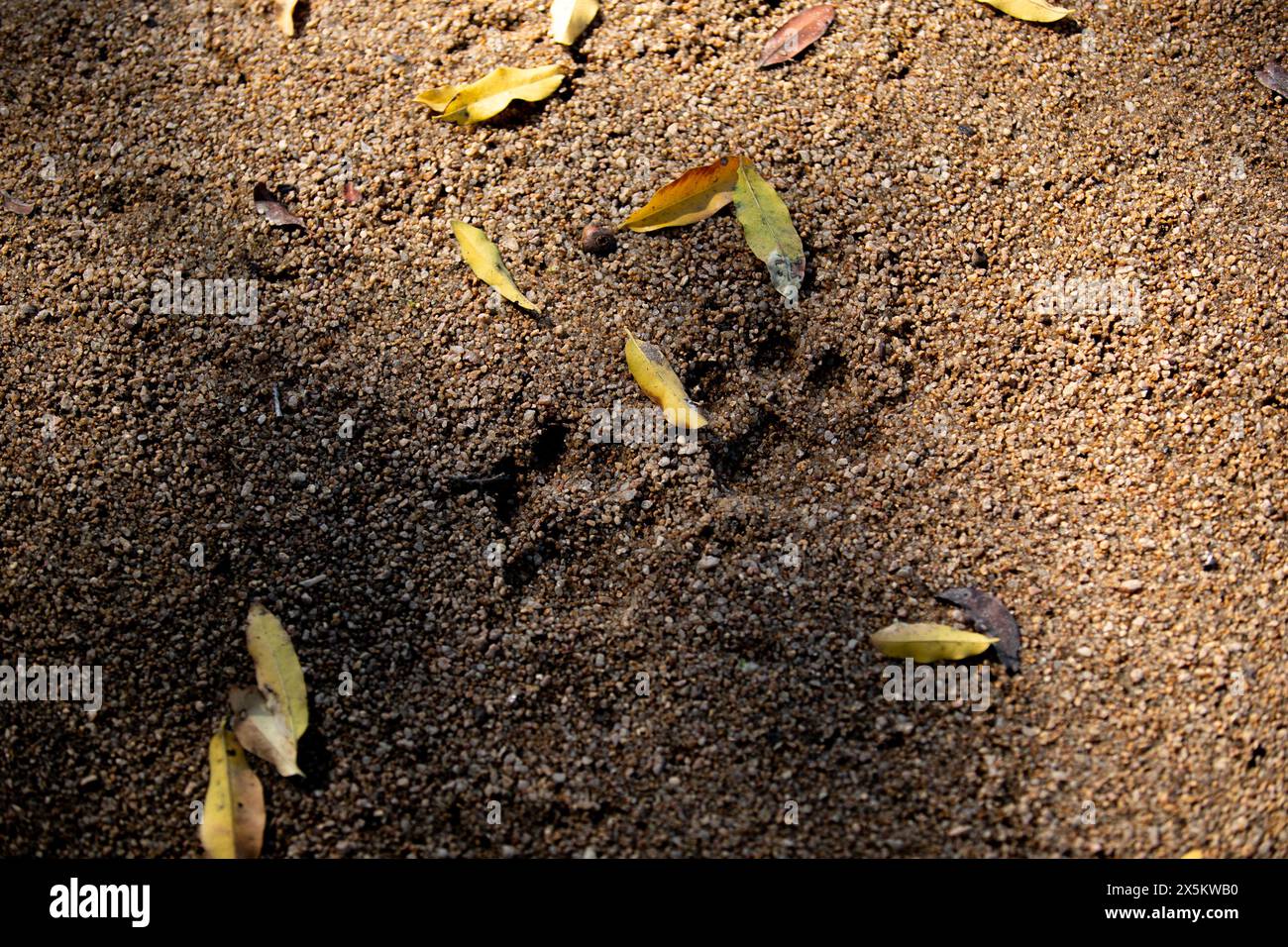 Fußspuren im Sand von einem Leoparden, Panthera pardus. Stockfoto