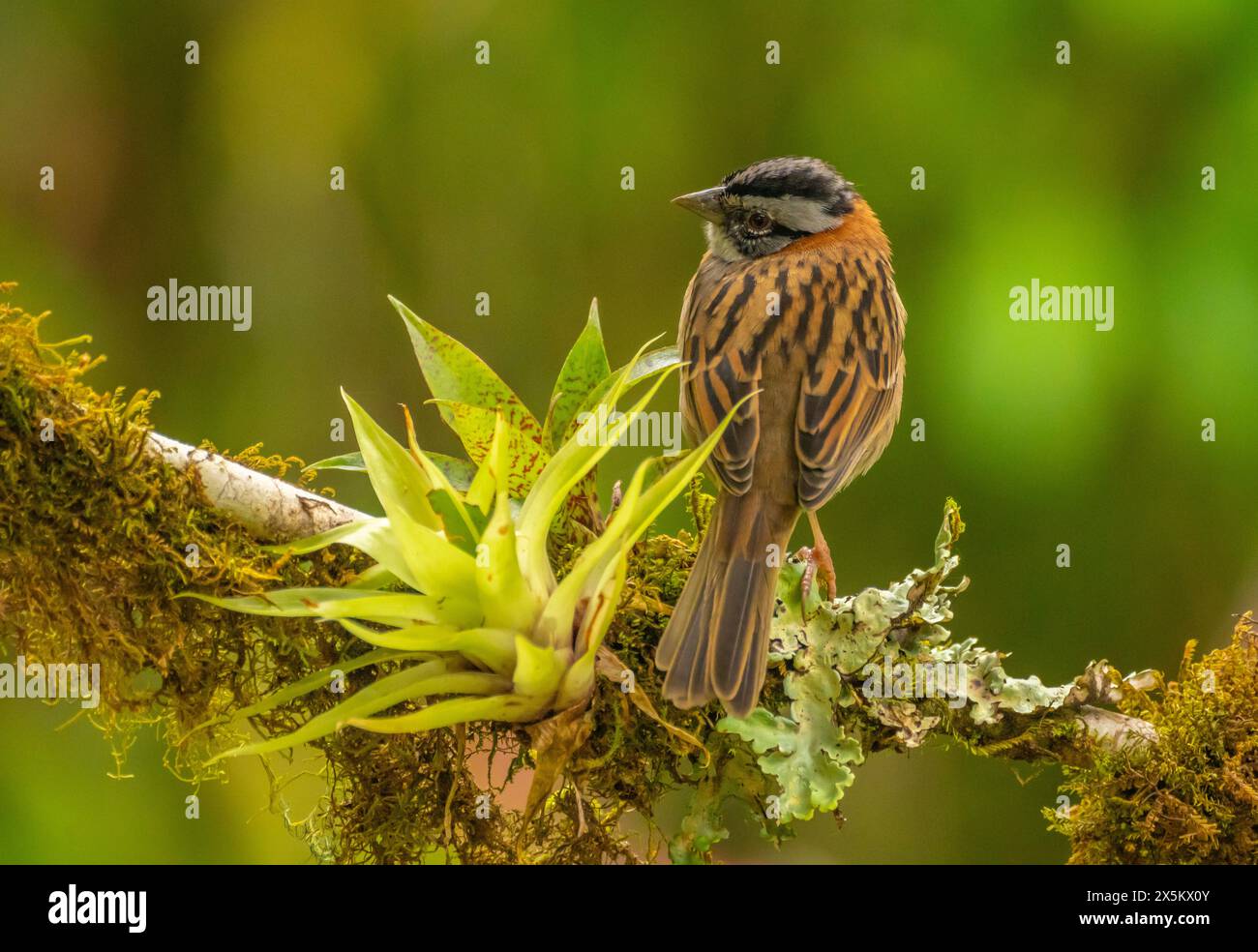 Costa Rica, Cordillera de Talamanca. Close-up-Spatzen. Stockfoto