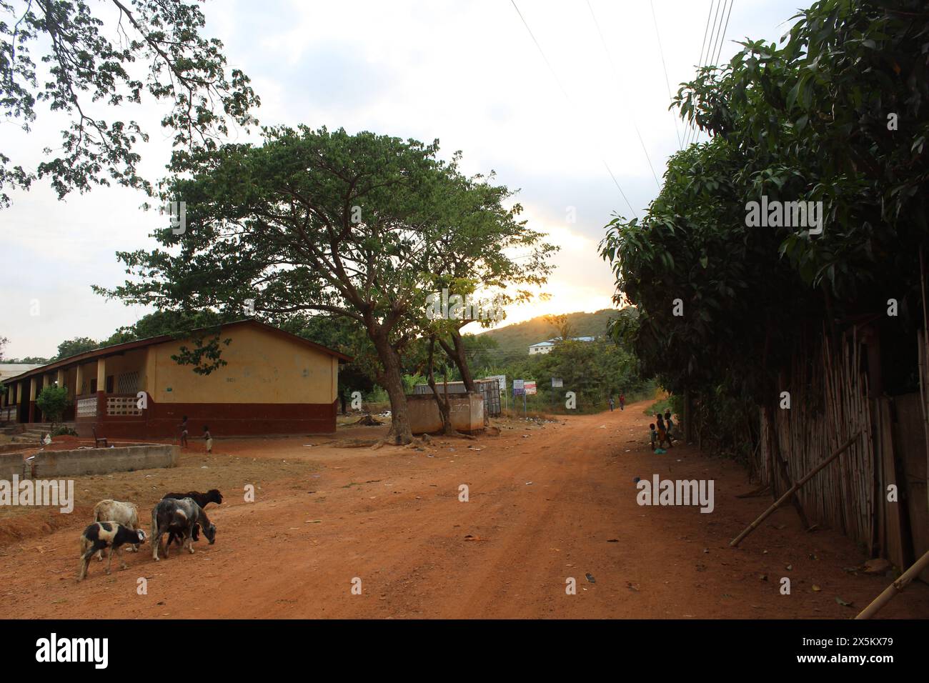 Ghana, Accra, Dodowa, Ziegen, die auf unbefestigten Straßen laufen Stockfoto