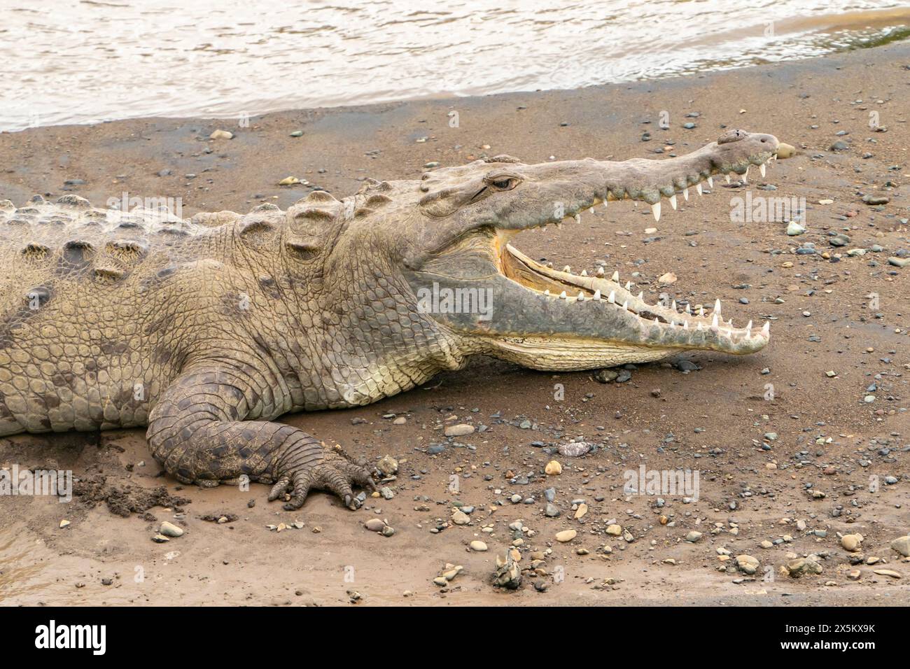 Costa Rica, Parque Nacional Carara. Amerikanisches Krokodil am Flussstrand. Stockfoto